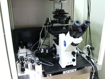 �s�D�O���E���ɕ���