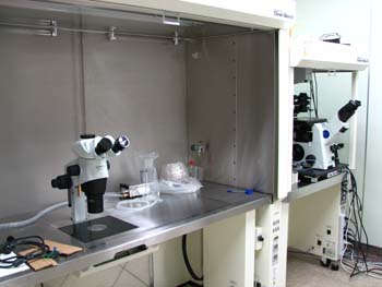 �s�D�O���E���ɕ���