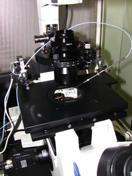 �s�D�O���E���ɕ���