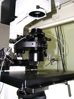 �s�D�O���E���ɕ���