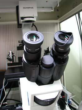 �s�D�O���E���ɕ���