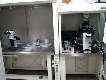 �s�D�O���E���ɕ���